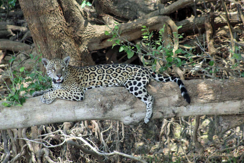 Jaguar em um galho sobre o rio