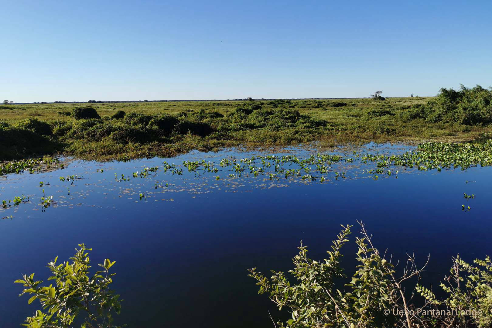 Rio no Pantanal com vegetação verde