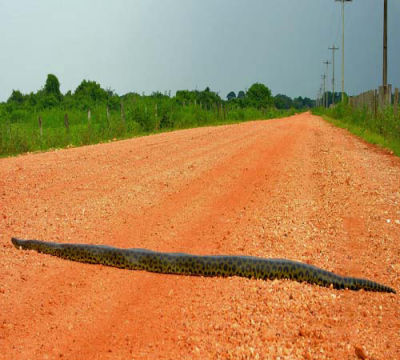 Autosafari na Transpantaneira