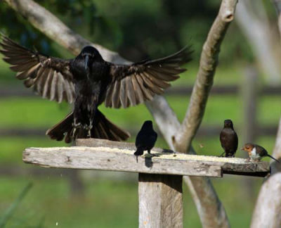 Casa para aves