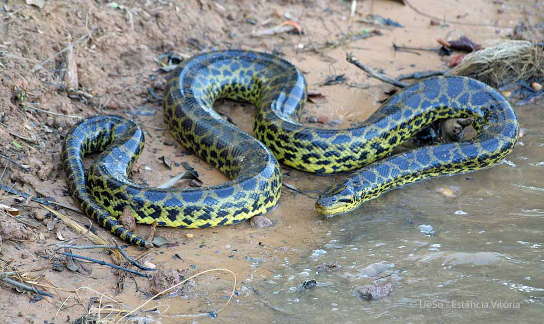 Yellow anaconda in the Pantanal