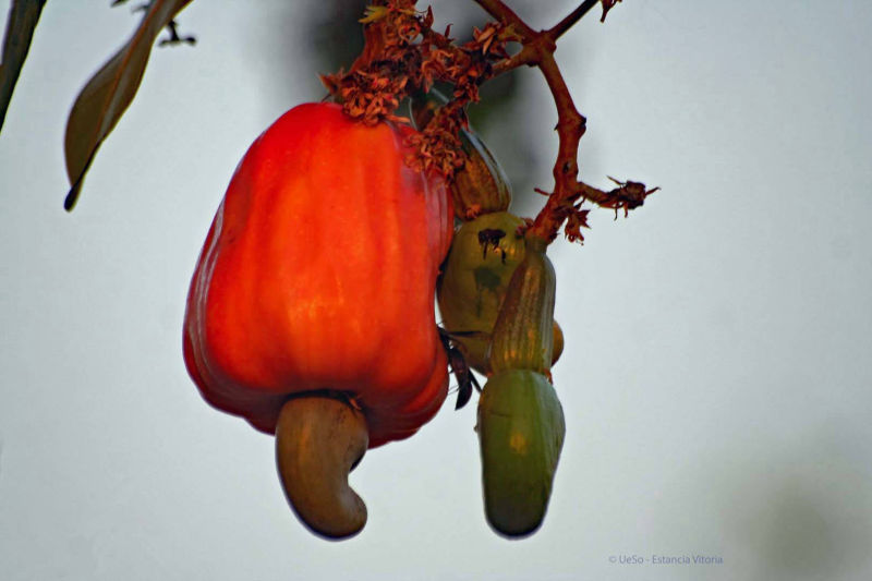 Cashew, fruit with nuts