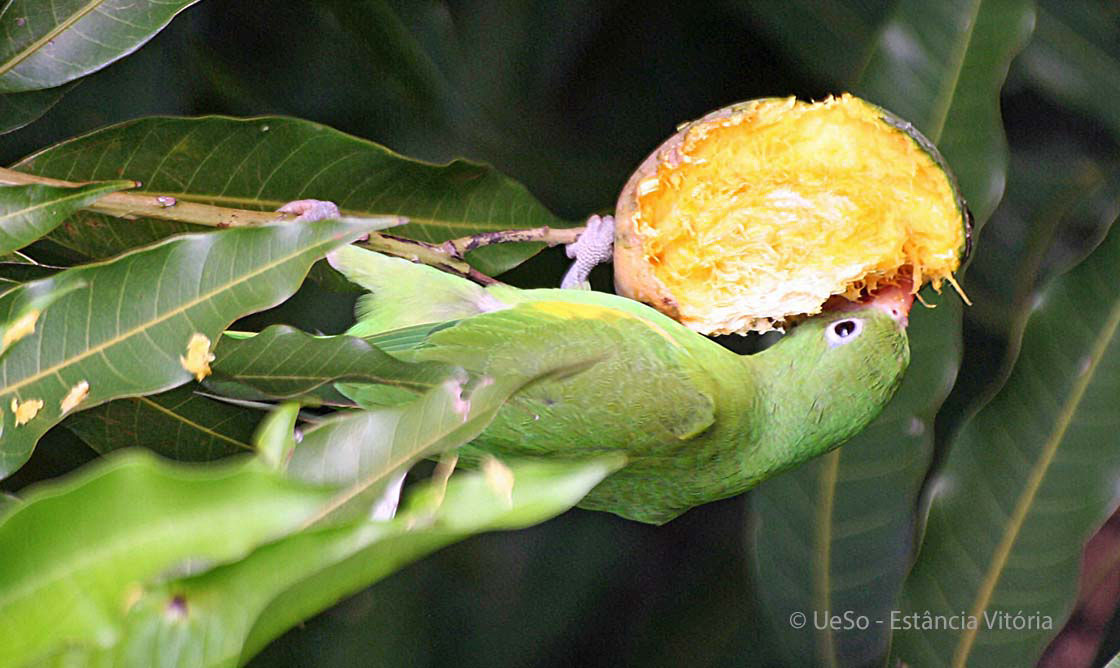 Yellow-chevroned Parakeet, Brotogeris chiriri