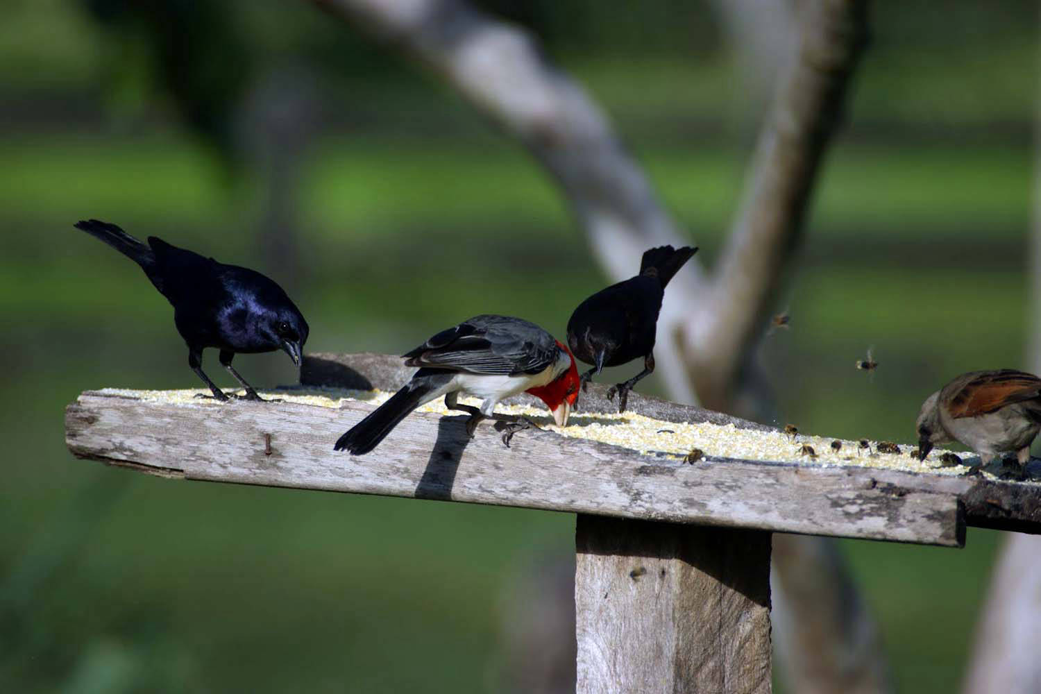 Observation des oiseaux à l'aire d'alimentation