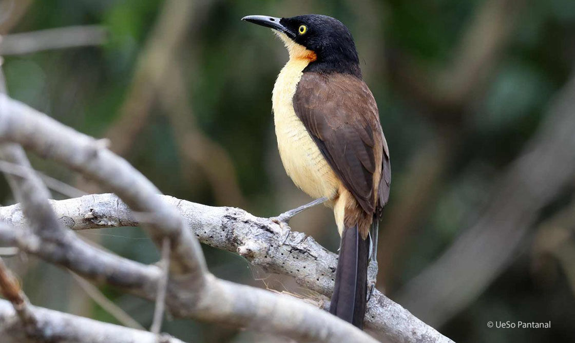 Rohrspottdrossel, Donacobius atricapilla