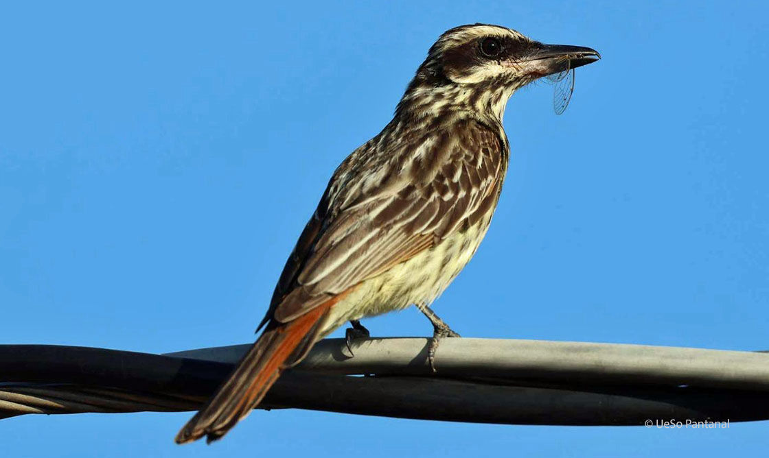 Südlicher Fleckenmaskentyrann, Myiodynastes maculatus