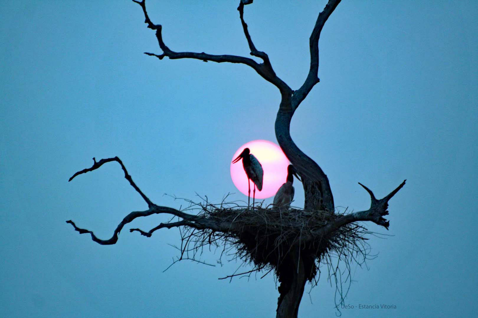 Jabiru auf dem Nest