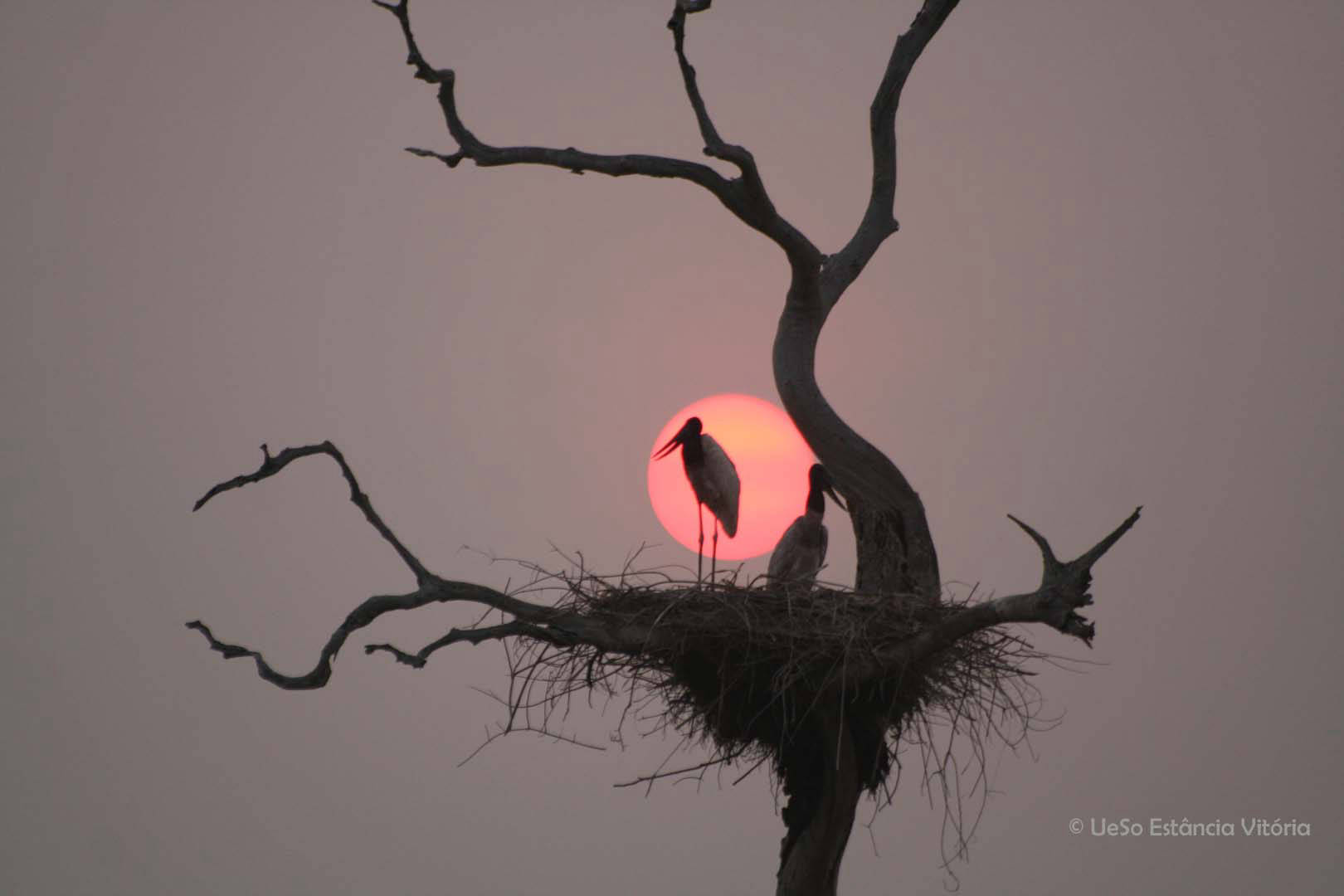 Nest des Jabirus, Pantanal