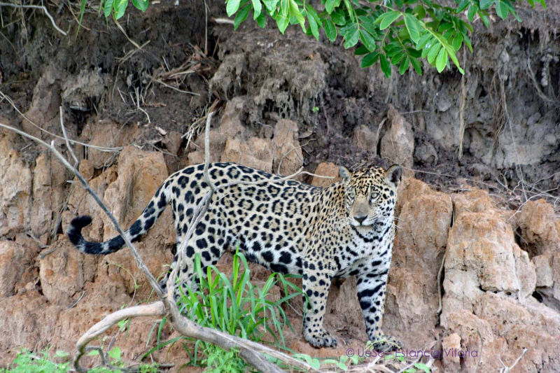 Jaguar beobachtet uns