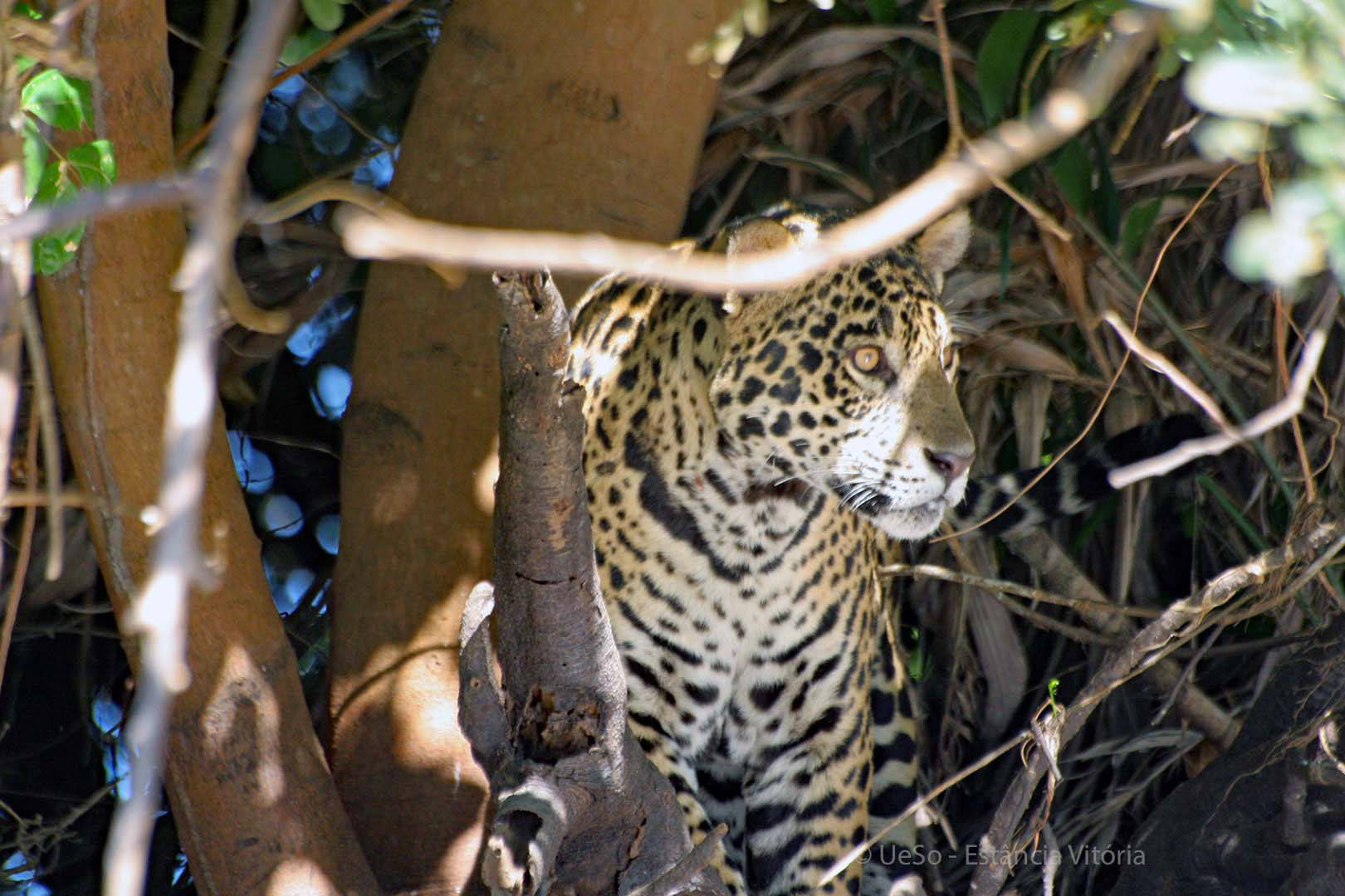 Jaguar am Flussufer