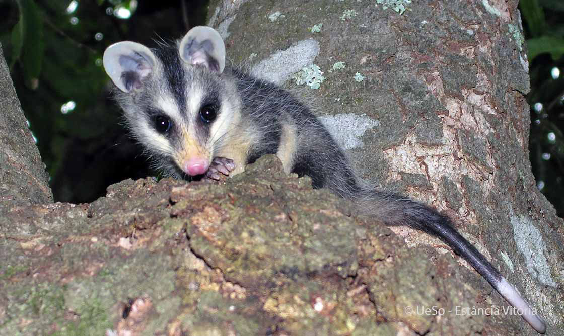 Opossum, Beutelratte, Didelphis marsupialis