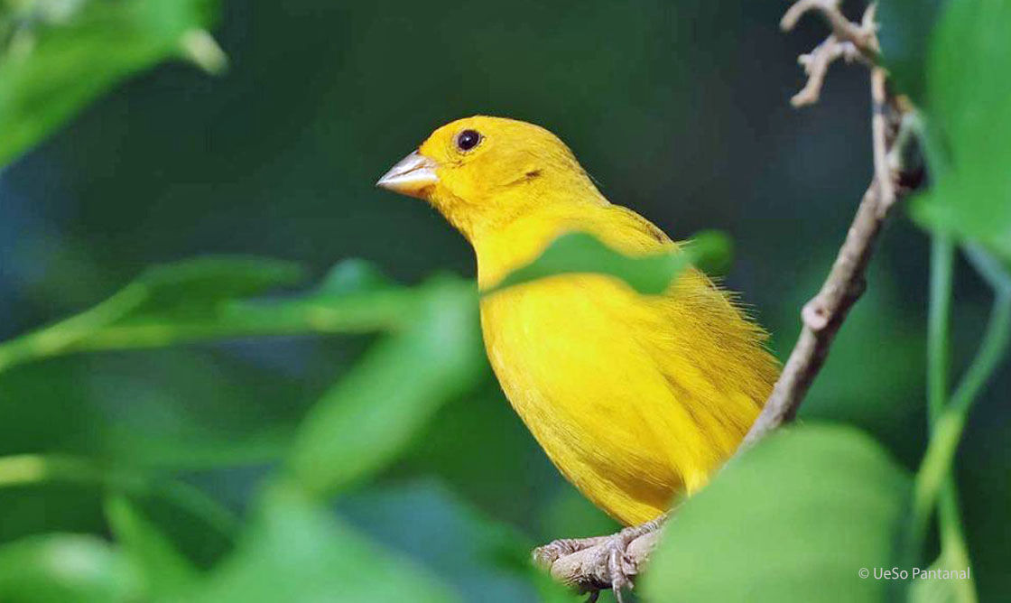 Safranammer, Sicalis flaveola