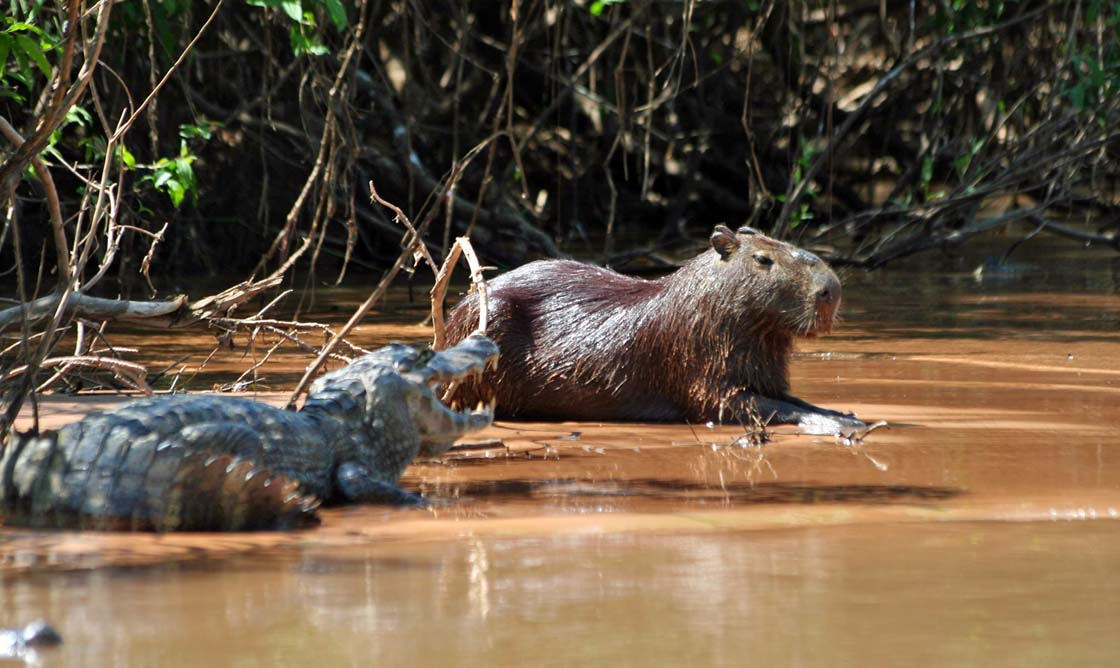 Cobra caninana no Pantanal: veja nossa galeria de fotos