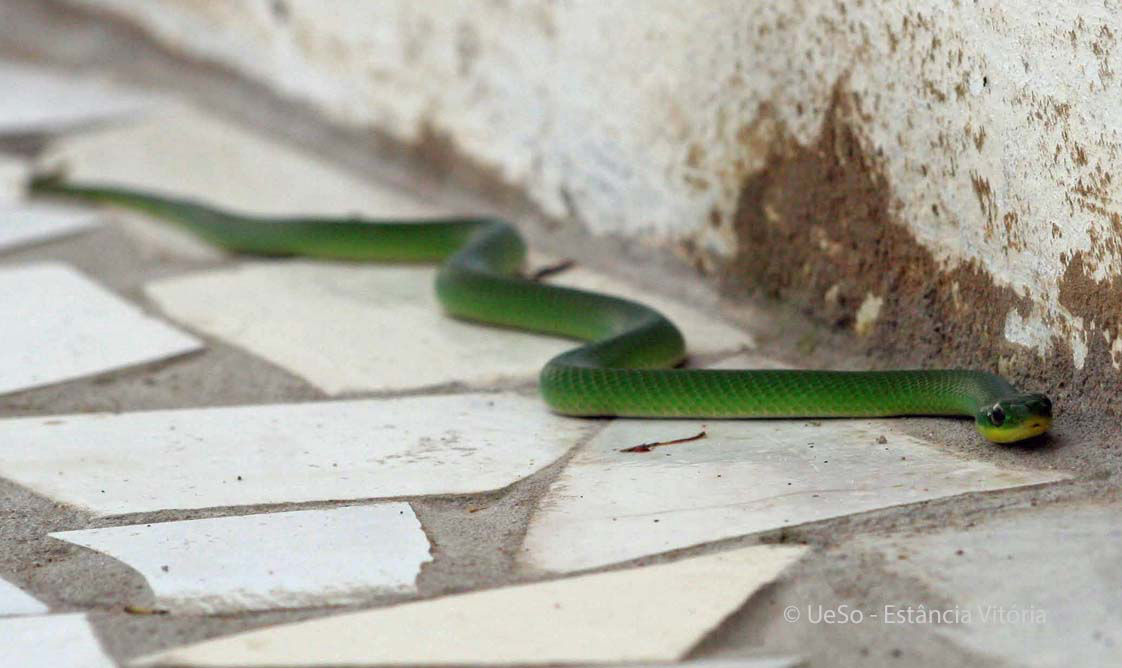 Cobra verde, Liophis typhlus