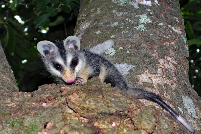 Gambá-de-orelha-preta, opossum