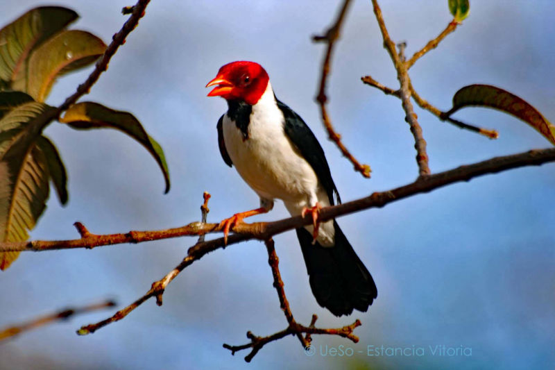 640 espécies de aves no Pantanal