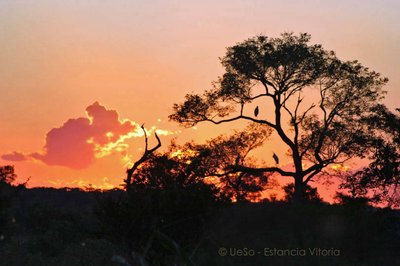 Nascer do sol no Pantanal