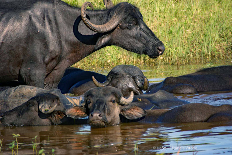búfalo-d'água no pantanal
