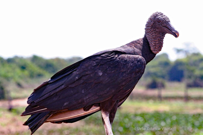 abutres de corvo cheiram carniça por quilômetros