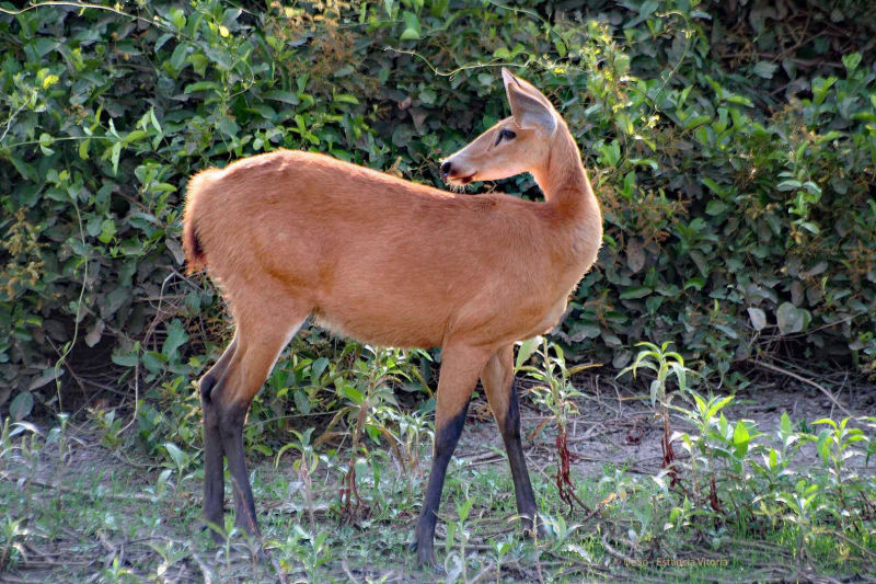 Cervo-do-pantanal, suaçuetê