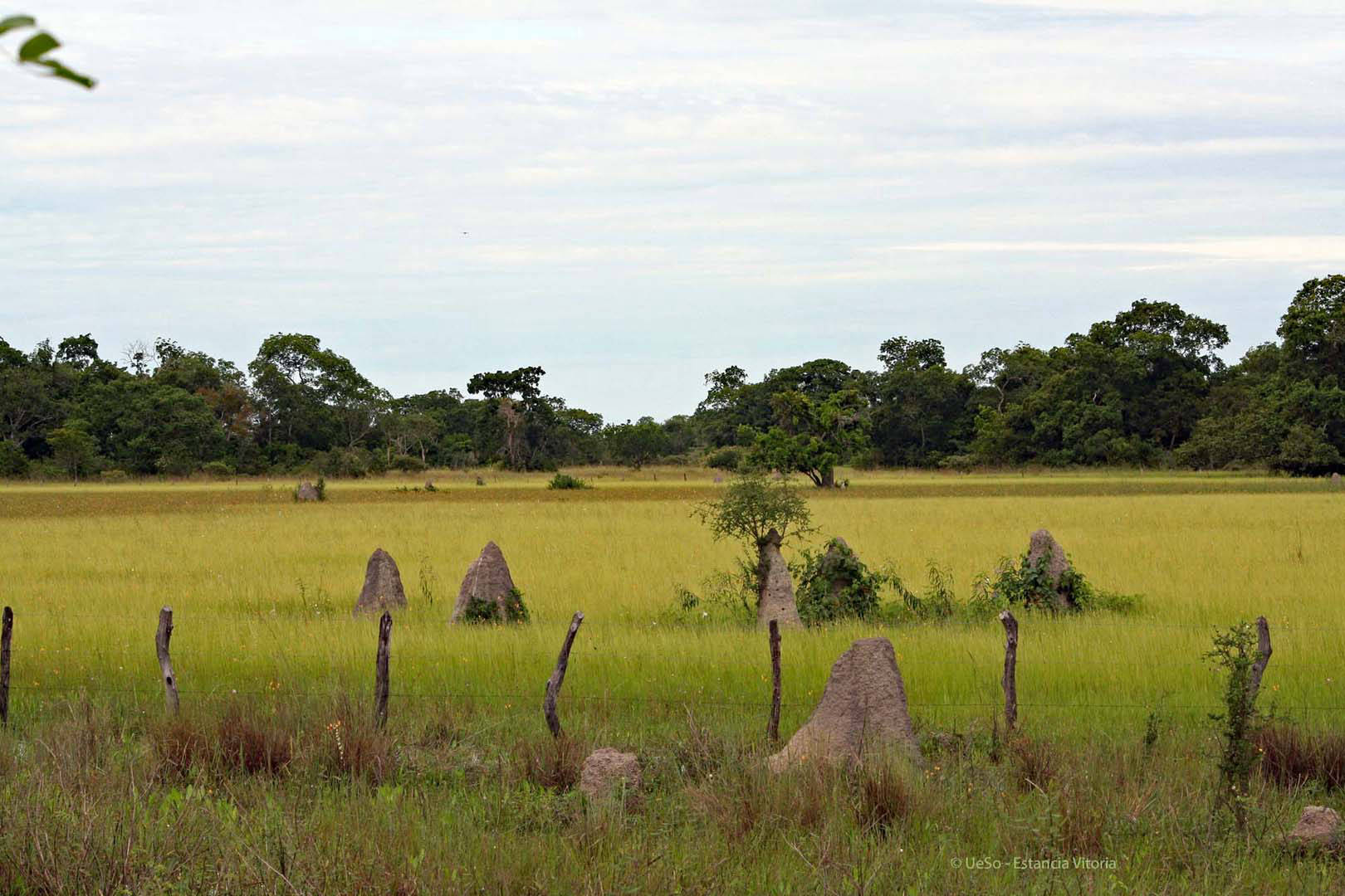 Monte de cupins no pantanal