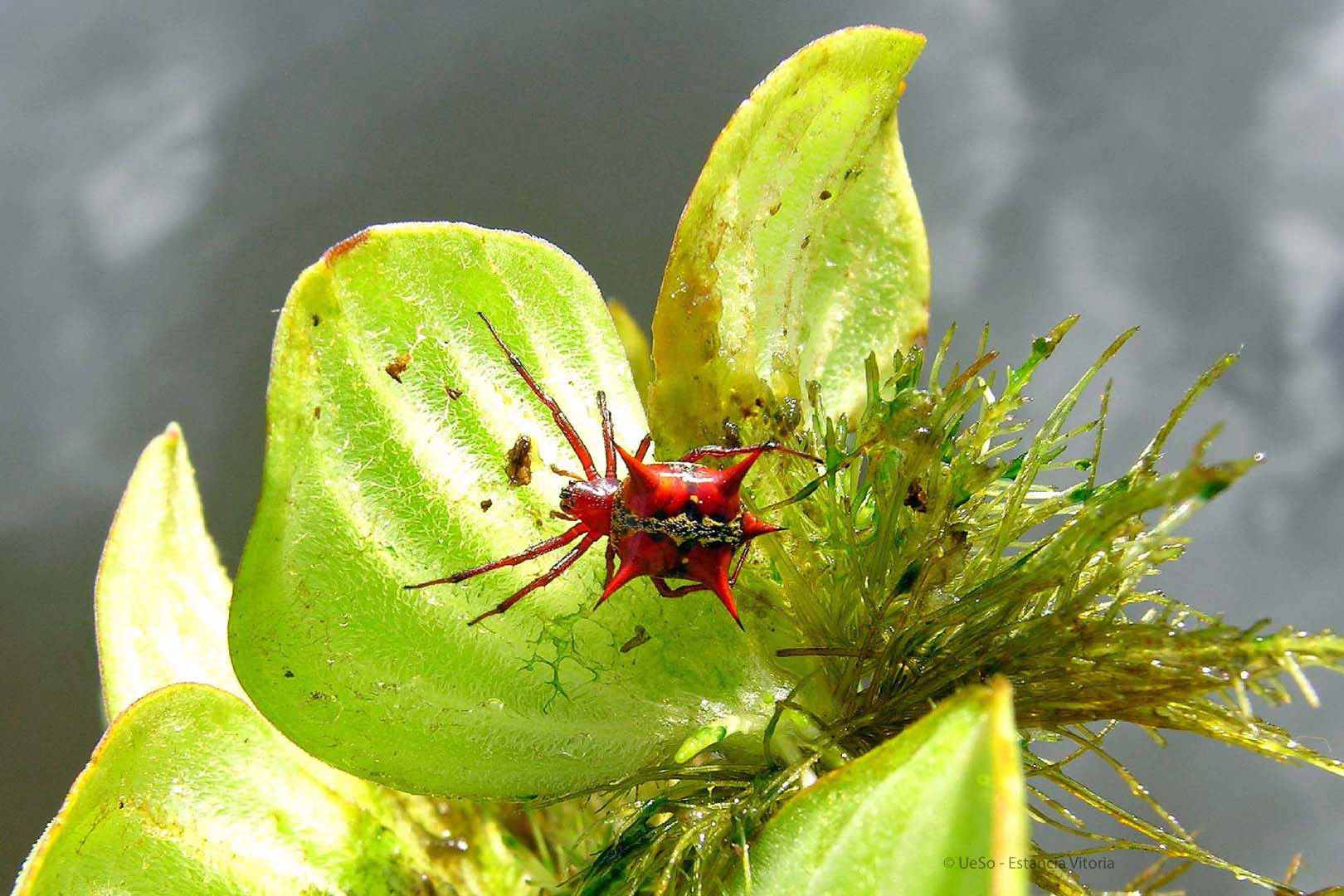 Aranha Vermelha no Pantanal
