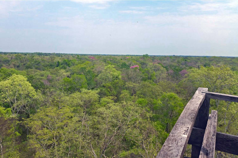Vista da torre sobre a paisagem circundante no Pantanal