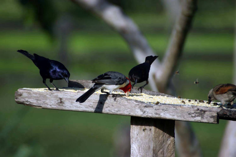 Observação de pássaros no local de alimentação