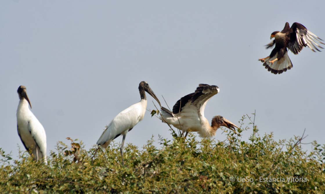 Cobra caninana no Pantanal: veja nossa galeria de fotos