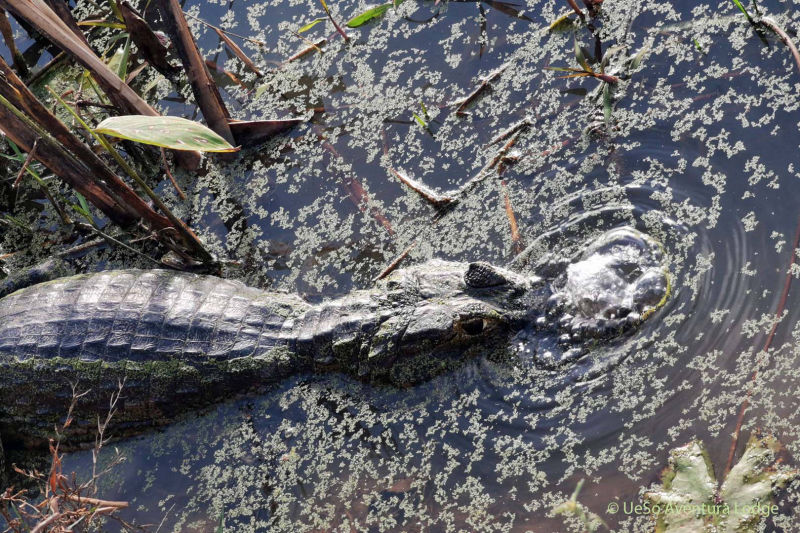 Aventura Lodge caiman in the Pantanal