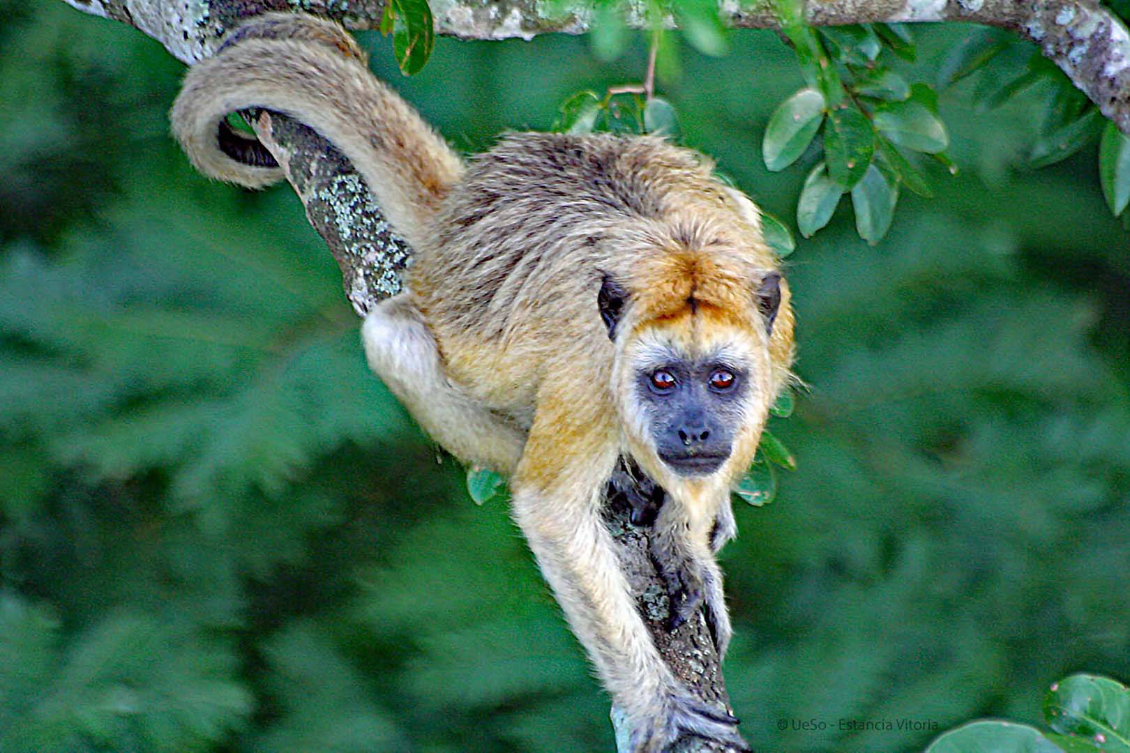 Howler monkey female