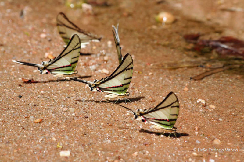 short-lined kite swallowtail, pantanal