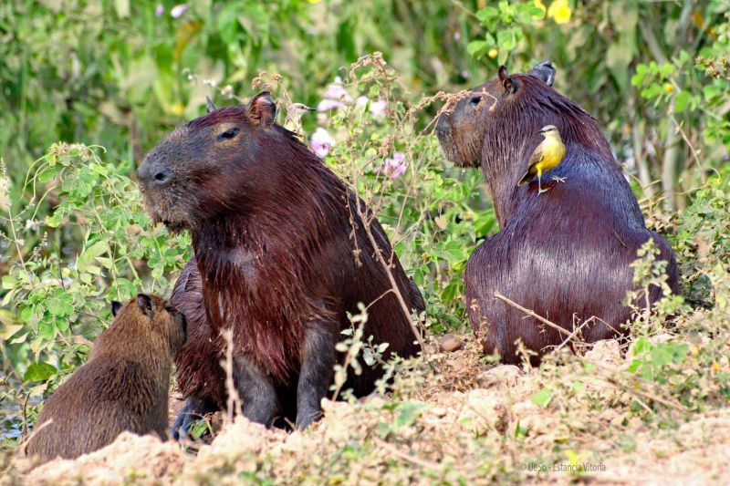 Capybara at the river bank