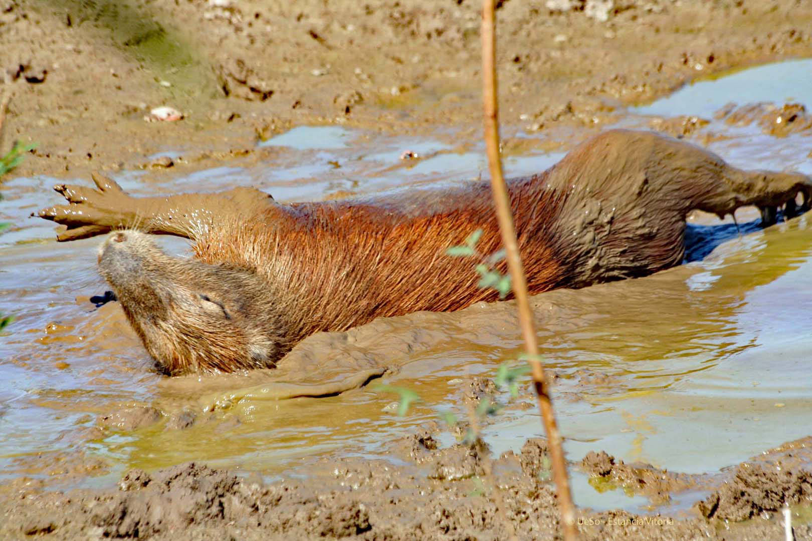 Capybara suulting in the mud