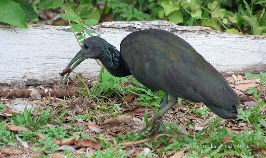 Green ibis, Mesembrinibis cayennensis