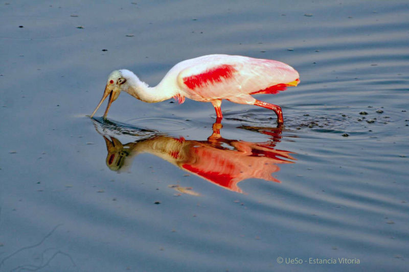 The Roseate Spoonbill looks for fish