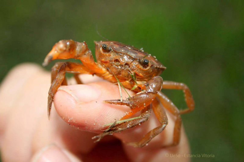 small crab in the alluvial land