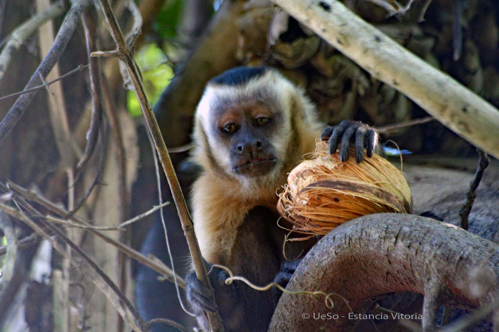 Capuchin monkey with nut