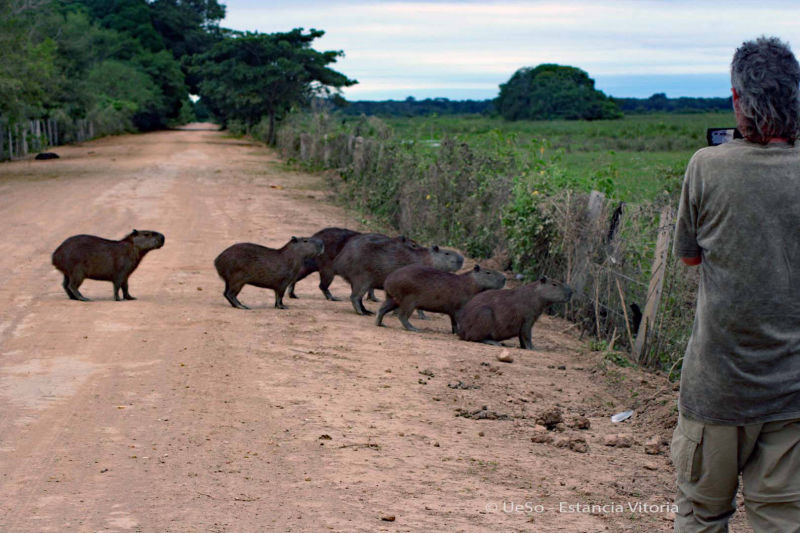 Capybara on the Transpantaneira