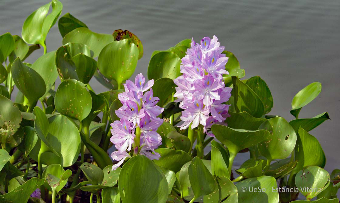 Common water hyacinth, Eichhornia Crassipes
