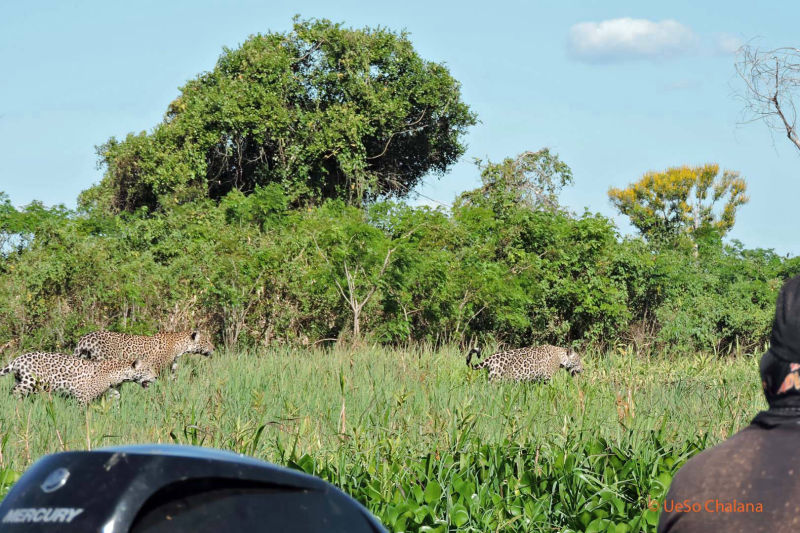 Jaguar sighting from the motorboat