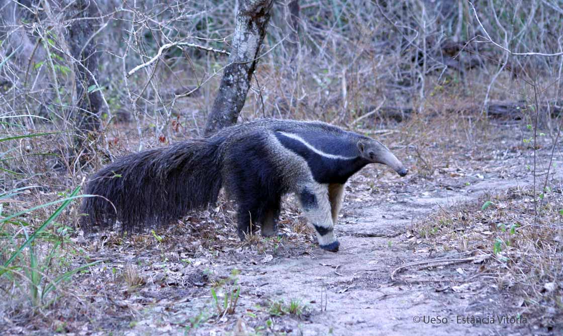 Giant anteater, Mymecophaga tridactyla