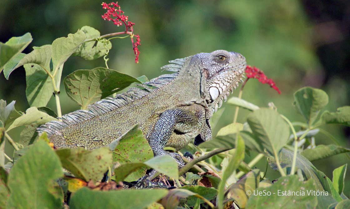 Green iguana, Iguana iguana