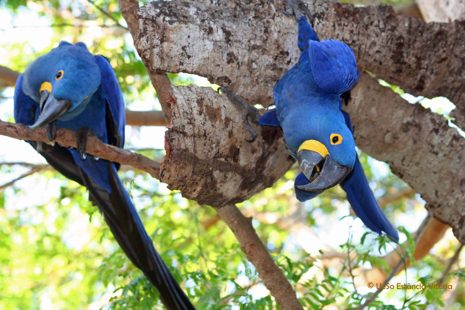 Two hyacinth macaw in the Pantanal