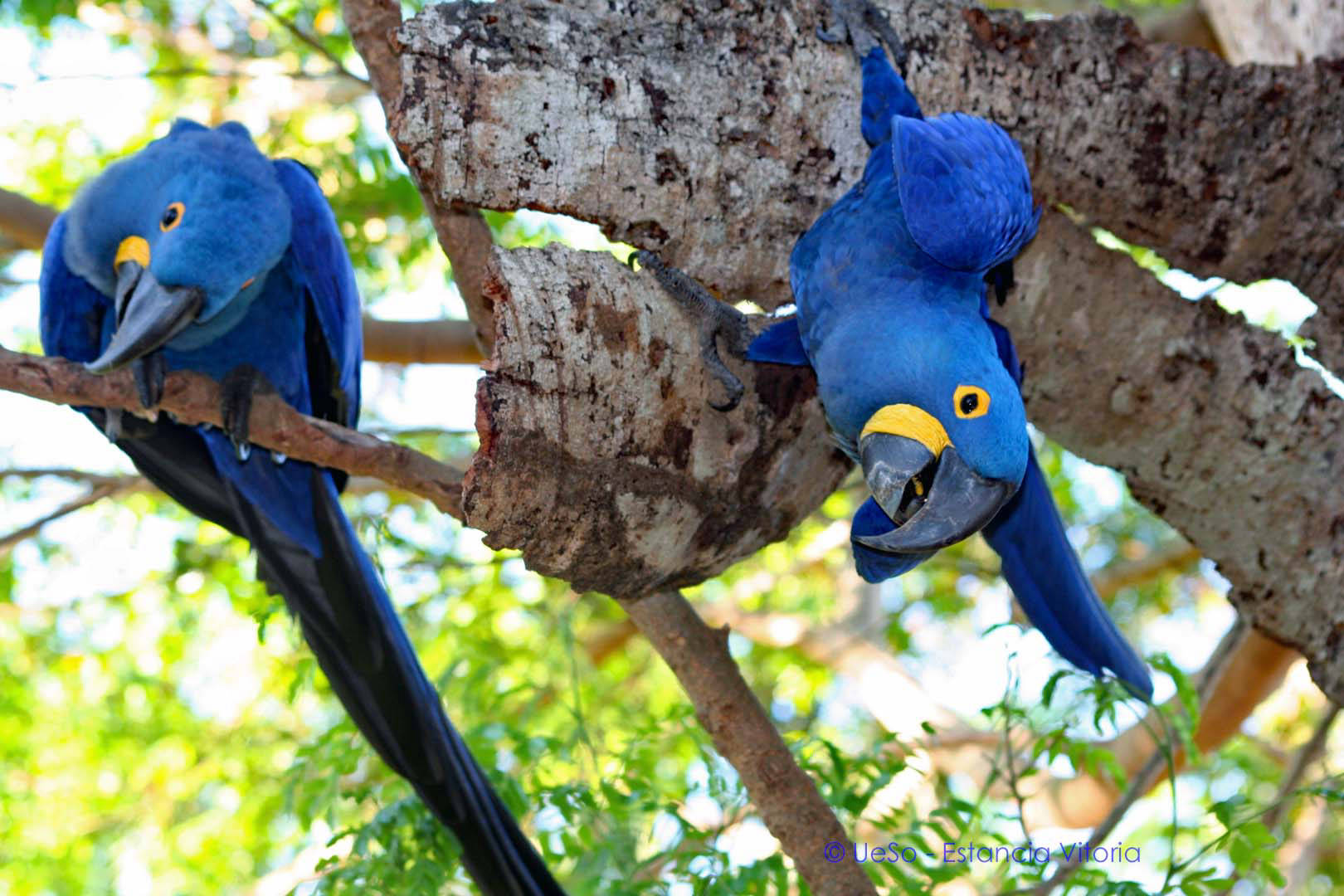 blue hyacinth macaws
