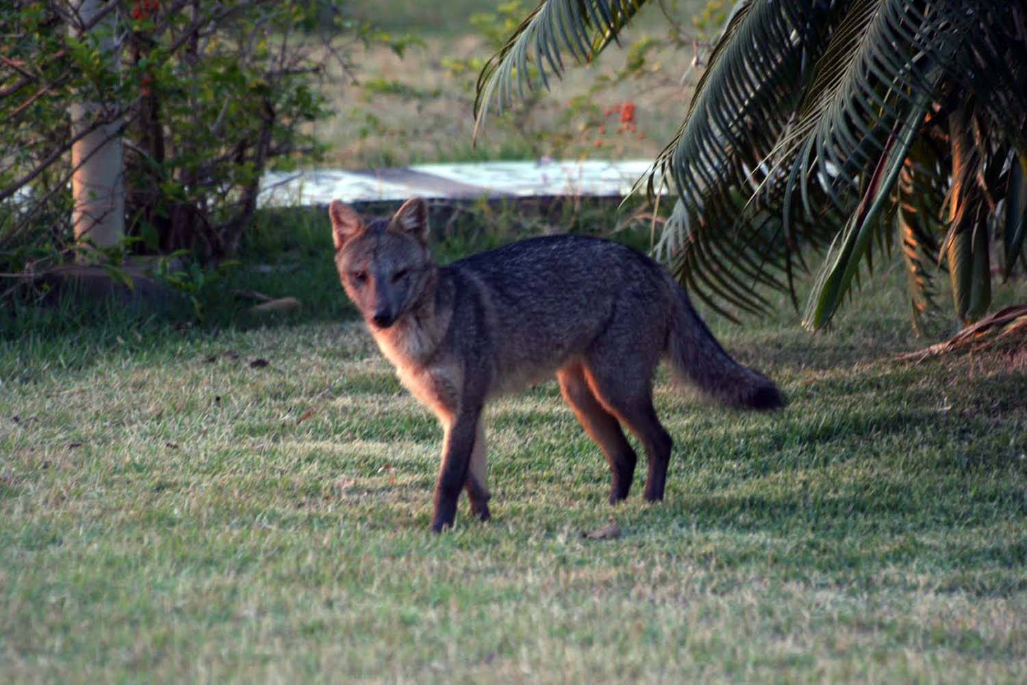Pantanal fox in the garden in front of the Pousada