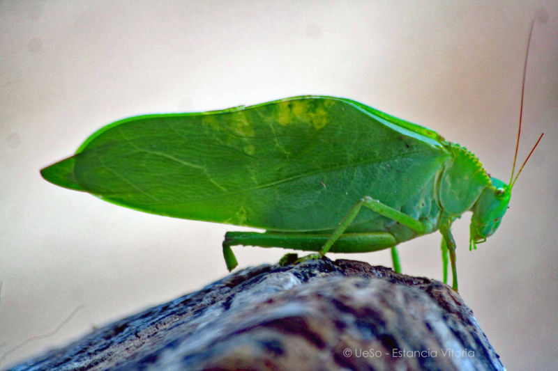 green Insect
