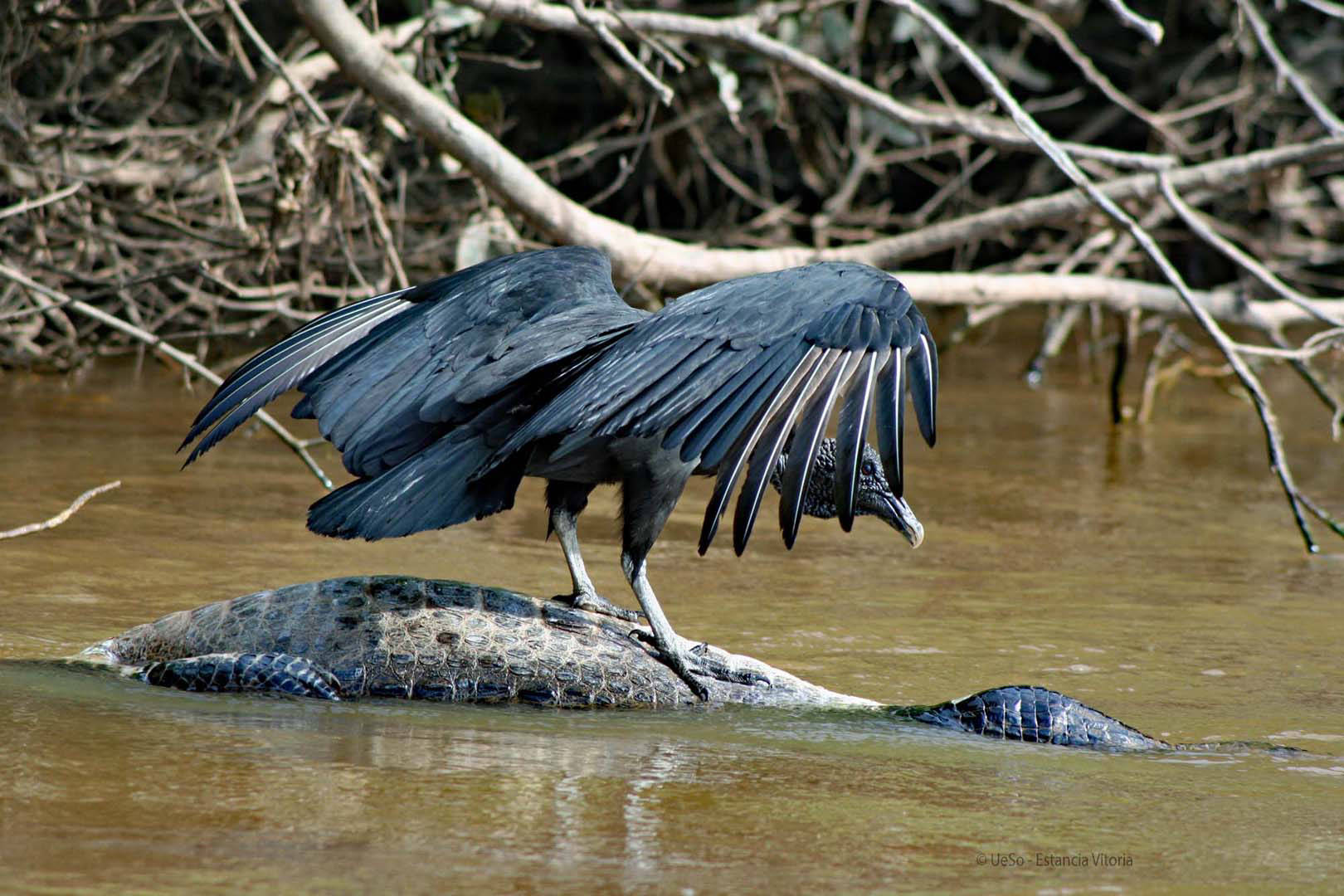 Black Vulture on Cayman