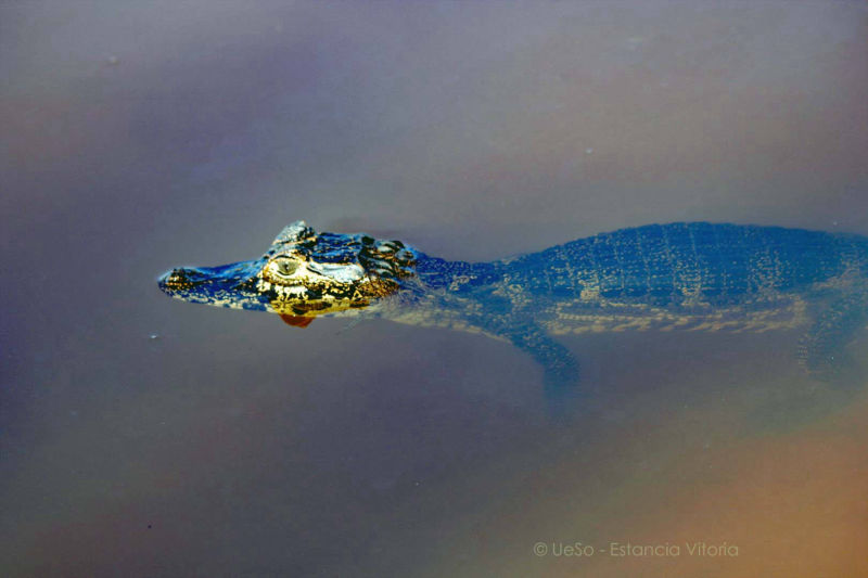 young little caiman
