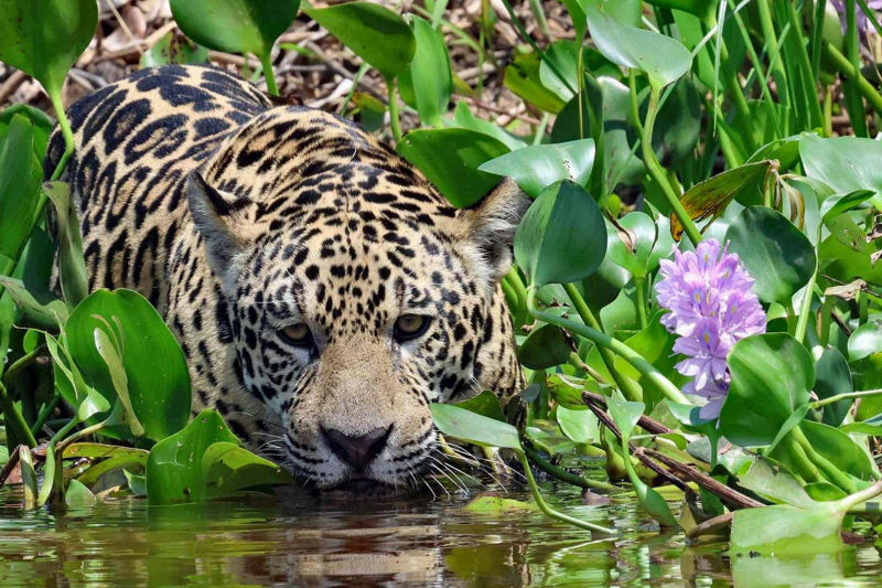 Jaguar with water lily